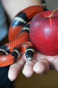 Close-up of hand holding fruit