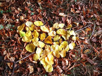 High angle view of dry leaves on field