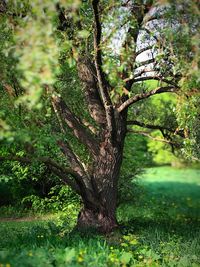 Tree in forest