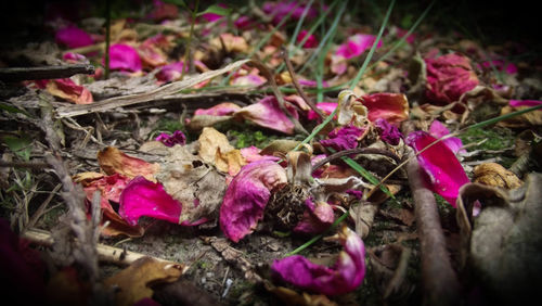 Close-up of pink flowers