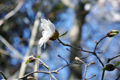 Close-up of white star magnolia bursting flower bud