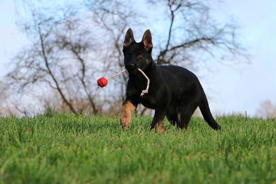 Black dog with ball on field