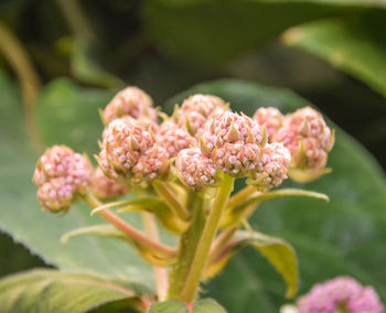 Close-up of pink flowering plant