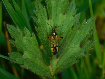 Close-up of insect on leaf