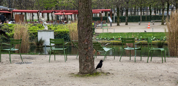 View of bird on chair against plants