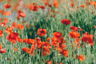 Close-up of red poppy flowers in field