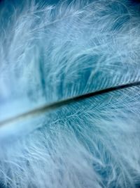 Close-up of feather