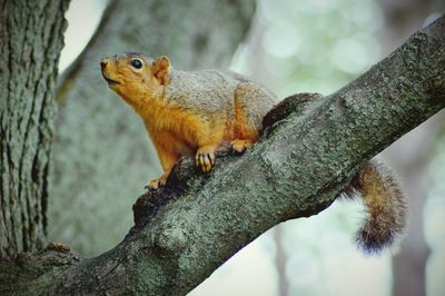 Close-up of squirrel perching on tree