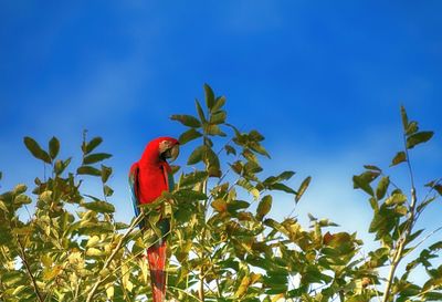 Low angle view of red flowers against blue sky