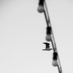 Low angle view of bird perching on tree