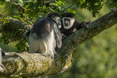 Low angle view of monkey sitting on tree