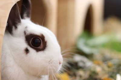 Close-up of white cat