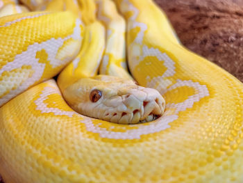 Yellow snake