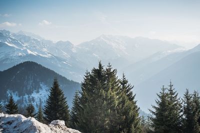 Pine trees on snowcapped mountains against sky