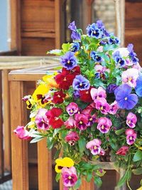 Close-up of purple flower blooming