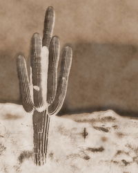 Close-up of cactus on beach