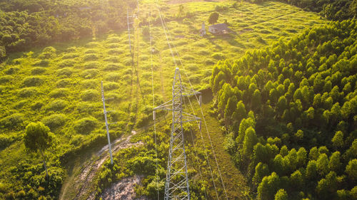 High angle view of plants