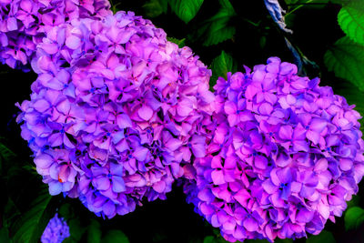 Close-up of purple hydrangea flowers