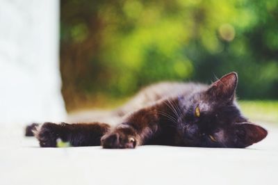 Close-up of cat relaxing