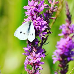 Close-up of butterfly perching on flower