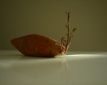 Leaves on table