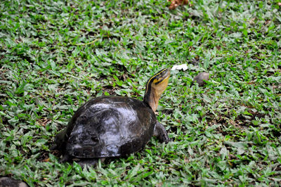 Close-up of a bird on field