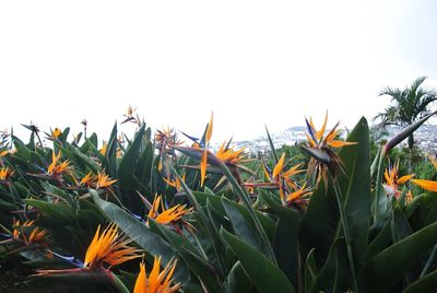 Close-up of plants growing on field against clear sky