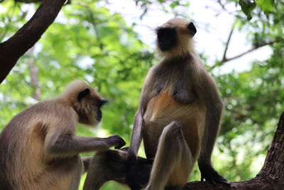 Monkey sitting on tree