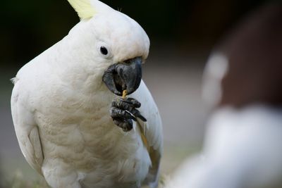 Close-up of yellow-crested cockatoo perching outdoors