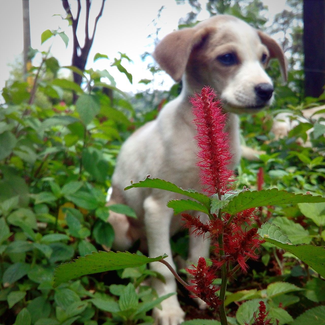 CLOSE-UP PORTRAIT OF DOG ON PLANT