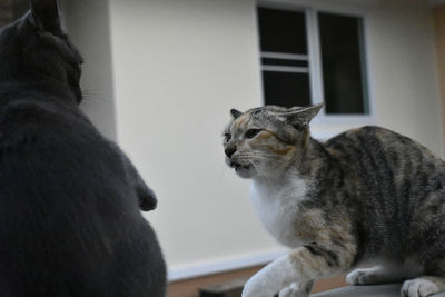 Close-up of a cat looking away at home