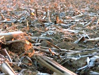 Close-up of plants on field