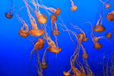 West coast sea nettles swimming at monterey bay aquarium