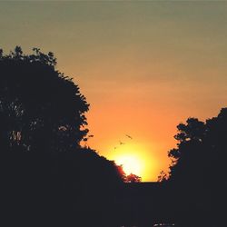 Silhouette of trees at sunset