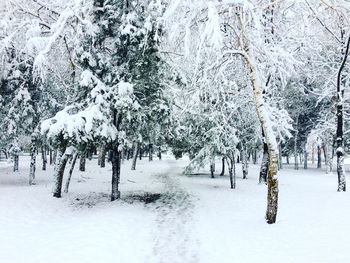 Trees on snow covered landscape