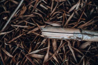 High angle view of bamboo against dried leaves