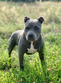 Portrait of bull terrier on field