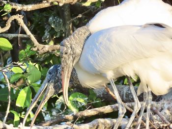 Close-up of bird perching on a lake