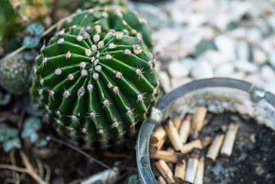 High angle view of cactus by ashtray