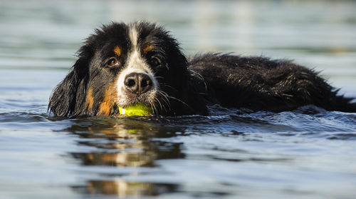 Portrait of dog carrying ball while swimming in lake