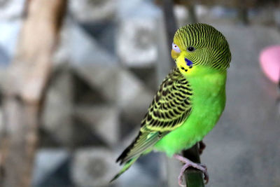 Close-up of parrot perching