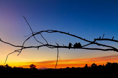 Silhouette trees against sky during sunset