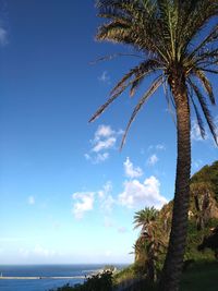 Palm tree by sea against sky