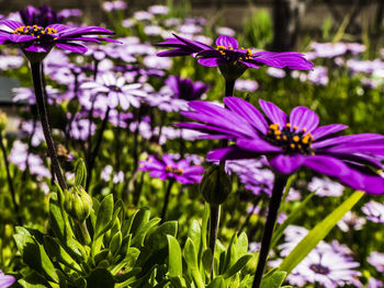 Close-up of flowers blooming outdoors