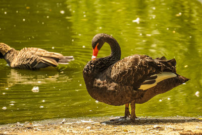 Black swan thinking about a swim...