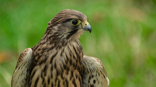 Close-up portrait of raptor bird of prey hawk falcon eagle