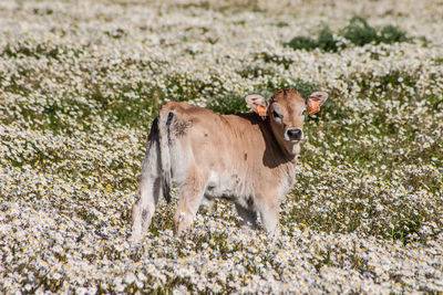 Cow standing on field