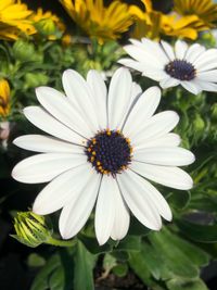 Close-up of white daisy