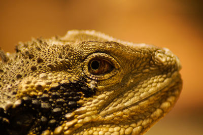 Close-up of lizard