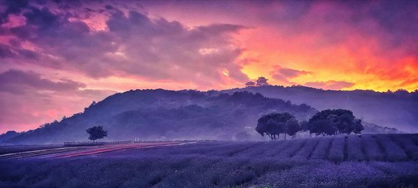 Scenic view of field against sky during sunset